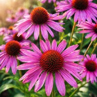 Echinacea ´Rubinstern´ – intenzívne purpurová rubínová hviezda