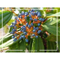 Kalina Dávidova 'Viburnum davidii' – elegantný stálezelený ker