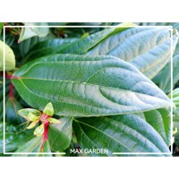 Kalina Dávidova 'Viburnum davidii' – elegantný stálezelený ker