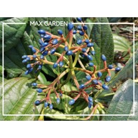 Kalina Dávidova 'Viburnum davidii' – elegantný stálezelený ker