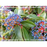 Kalina Dávidova 'Viburnum davidii' – elegantný stálezelený ker