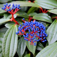Kalina Dávidova 'Viburnum davidii' – elegantný stálezelený ker