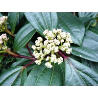 Kalina Dávidova 'Viburnum davidii' – elegantný stálezelený ker