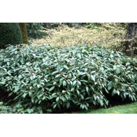 Kalina Dávidova 'Viburnum davidii' – elegantný stálezelený ker