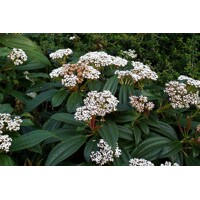 Kalina Dávidova 'Viburnum davidii' – elegantný stálezelený ker