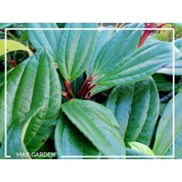 Kalina Dávidova 'Viburnum davidii' – elegantný stálezelený ker