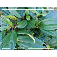 Kalina Dávidova 'Viburnum davidii' – elegantný stálezelený ker