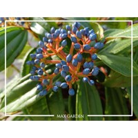 Kalina Dávidova 'Viburnum davidii' – elegantný stálezelený ker