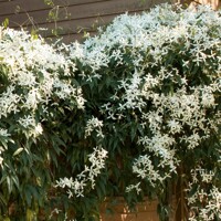 Plamienok Armandov (Clematis armandii) – vždyzelená popínavka
