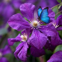 Plamienok ´Fragrant Spring´ – Vždyzelený a voňavý Clematis