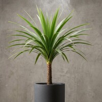 Cordyline australis – exotická kordylínka južná pre vašu terasu