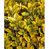 Bršleň - Euonymus japonicus ´Aureomarginatus´ - 20/30cm