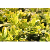 Bršleň - Euonymus japonicus ´Aureomarginatus´ - 20/30cm