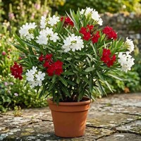 Nerium oleander DUO – červený a biely oleander v jednom kvetináči