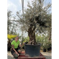 Olivovník európsky (Olea europaea) – majestátny strom Stredomoria