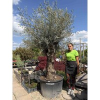 Olivovník európsky (Olea europaea) – majestátny strom Stredomoria