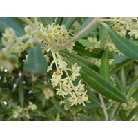 Olivovník európsky (Olea europaea) – majestátny strom Stredomoria