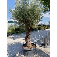 Olivovník európsky (Olea europaea) – majestátny strom Stredomoria