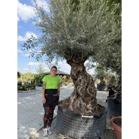 Olivovník európsky (Olea europaea) – majestátny strom Stredomoria