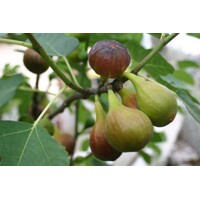Figovník obyčajný (Ficus carica) – sladká úroda z vašej záhrady