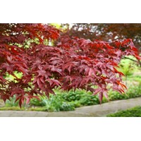 Acer palmatum 'Fireglow': Japonský javor so žiarivým červeným lístím