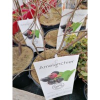 Muchovník Lamarckov (Amelanchier lamarckii) – Sladká krása