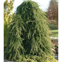 Céder himalájsky 'Pendula' – Elegantný previsnutý ihličnan
