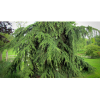 Céder himalájsky 'Pendula' – Elegantný previsnutý ihličnan