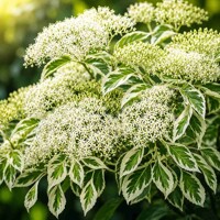 Drieň sporný ´Variegata´ – unikátny pagodovitý strom s bielym lemom