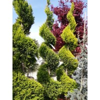 Cyprusovec leylandský  - Cupressocyparis leylandii ´Castlewellan Gold´  SPIRAL-  80/100cm