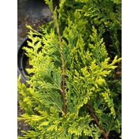 Cyprusovec leylandský  - Cupressocyparis leylandii ´Castlewellan Gold´  SPIRAL-  80/100cm