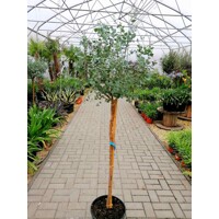 Eukalyptus gunniho - Eucalyptus gunnii -na 80/90cm kmeni