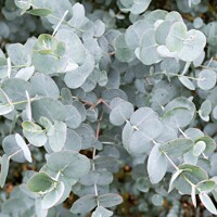 Eukalyptus gunniho – Strieborno-modrý voňavý stromček
