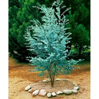Eukalyptus gunniho – Strieborno-modrý voňavý stromček