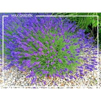 Levanduľa ´Hidcote Blue Strain´ – intenzívne fialová a voňavá