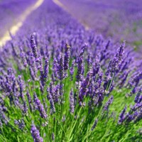 Levanduľa ´Hidcote Blue Strain´ – intenzívne fialová a voňavá