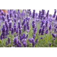 Levanduľa ´Hidcote Blue Strain´ – intenzívne fialová a voňavá