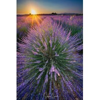 Levanduľa ´Hidcote Blue Strain´ – intenzívne fialová a voňavá