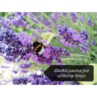 Levanduľa ´Hidcote Blue Strain´ – intenzívne fialová a voňavá