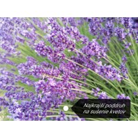 Levanduľa ´Hidcote Blue Strain´ – intenzívne fialová a voňavá