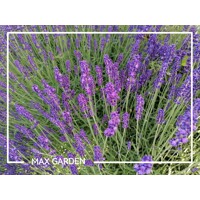 Levanduľa ´Hidcote Blue Strain´ – intenzívne fialová a voňavá