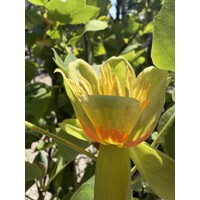 Ľaliovník tulipánokvetý – majestátny okrasný strom s kvetmi tulipánov