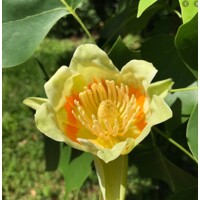 Ľaliovník tulipánokvetý – majestátny okrasný strom s kvetmi tulipánov