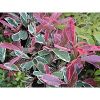 Fotínia ´Pink Marble´ – Panašovaná červienka s ružovým efektom