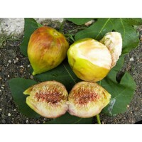 Figovník ´Brogiotto Bianco´ na kmeni – Sladké plody z Talianska