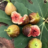 Figovník ´Brown Turkey´ na kmeni – Najobľúbenejšia mrazuvzdorná figa