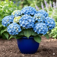 Hortenzia kalinolistá ´Bela Blue®´ – sýtomodrý kvitnúci ker