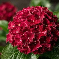 Hortenzia kalinolistá ´Royal Red´® – sýtočervený kvitnúci ker