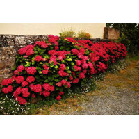 Hortenzia kalinolistá ´Royal Red´® – sýtočervený kvitnúci ker