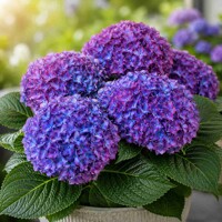Hortenzia kalinolistá VOX® Marine Purple – temne fialový ker